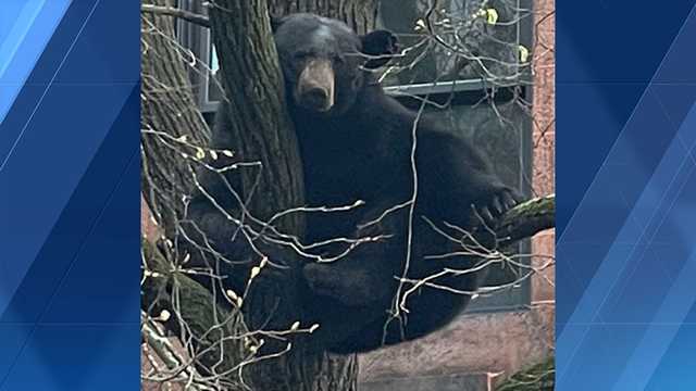 Bear gets comfy in downtown treetop, draws crowd in Northampton - Vimarsana News