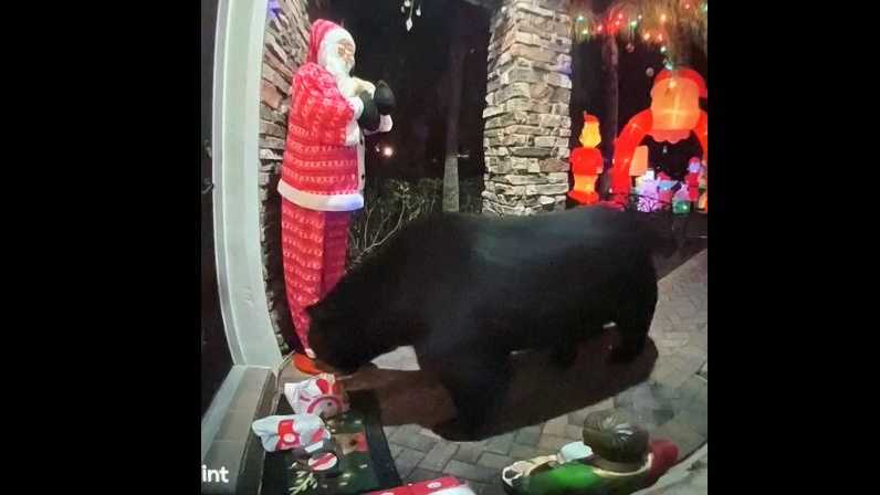 VIDEO: Sneaky bear steals Chick-fil-A from front porch in Florida