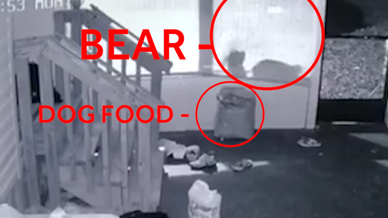 bear steals dog food