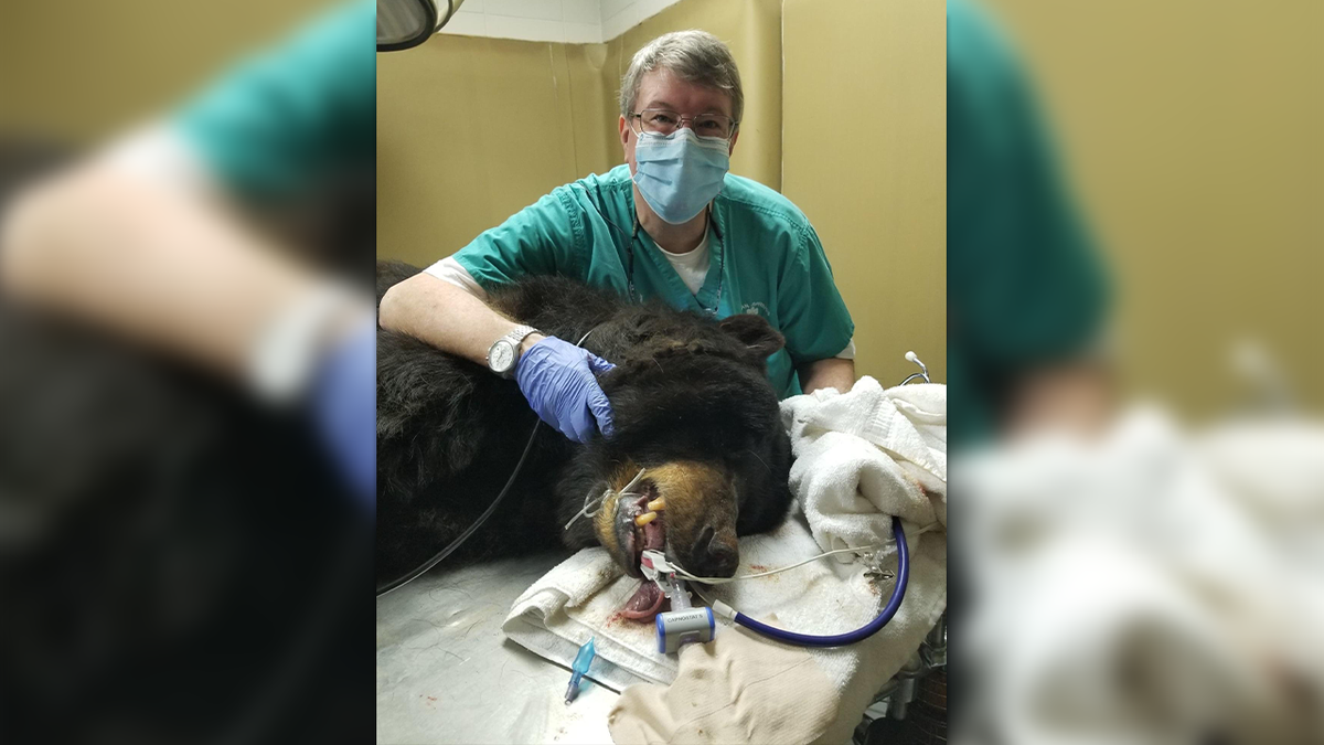 Veterinary dentist performs 3 root canals on American Black Bear