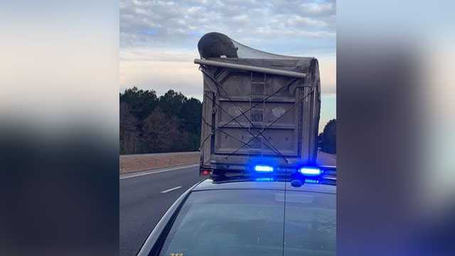 Hungry Bear Spotted Hanging From Moving Garbage Truck On Highway
