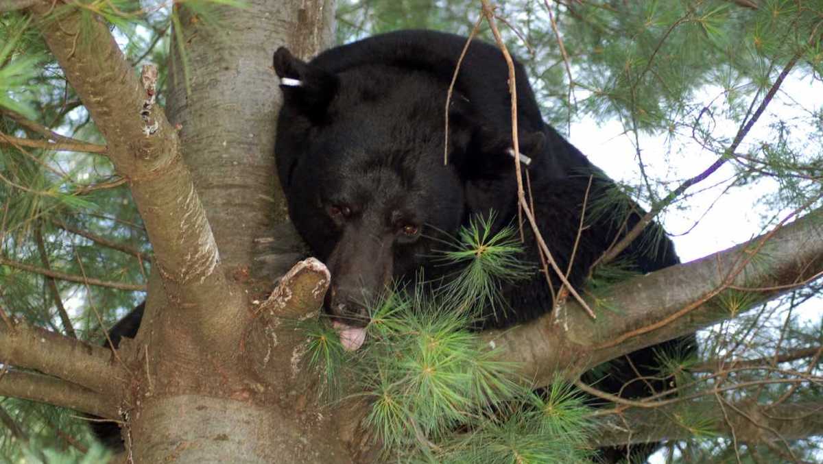 Witnesses describe backyard bear encounter