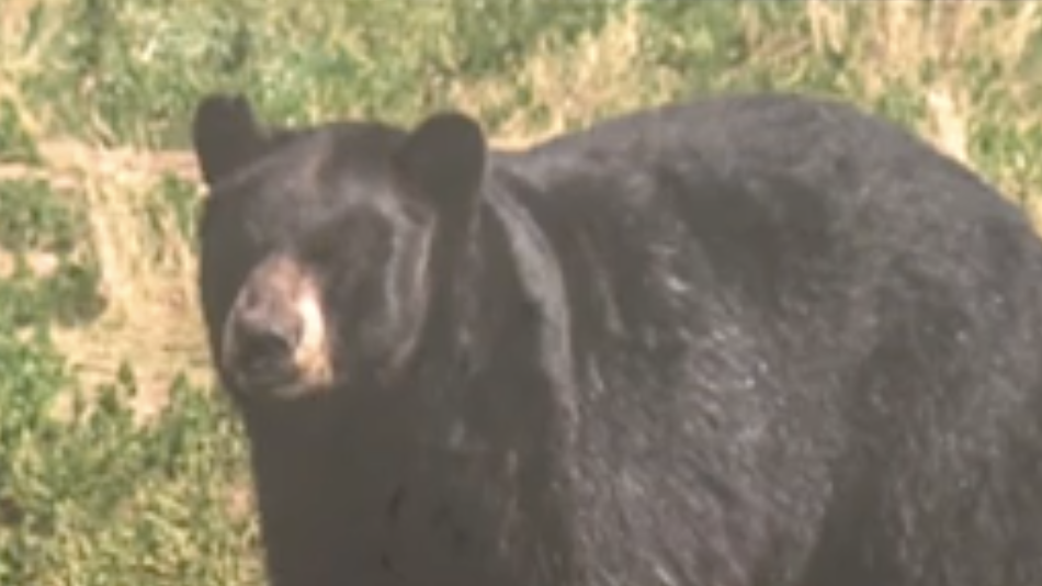 Black Bears Euthanized After Food Conflicts in Parks
