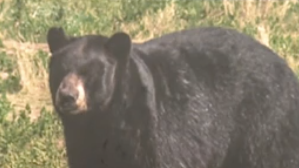 Black Bears Euthanized After Food Conflicts in Parks