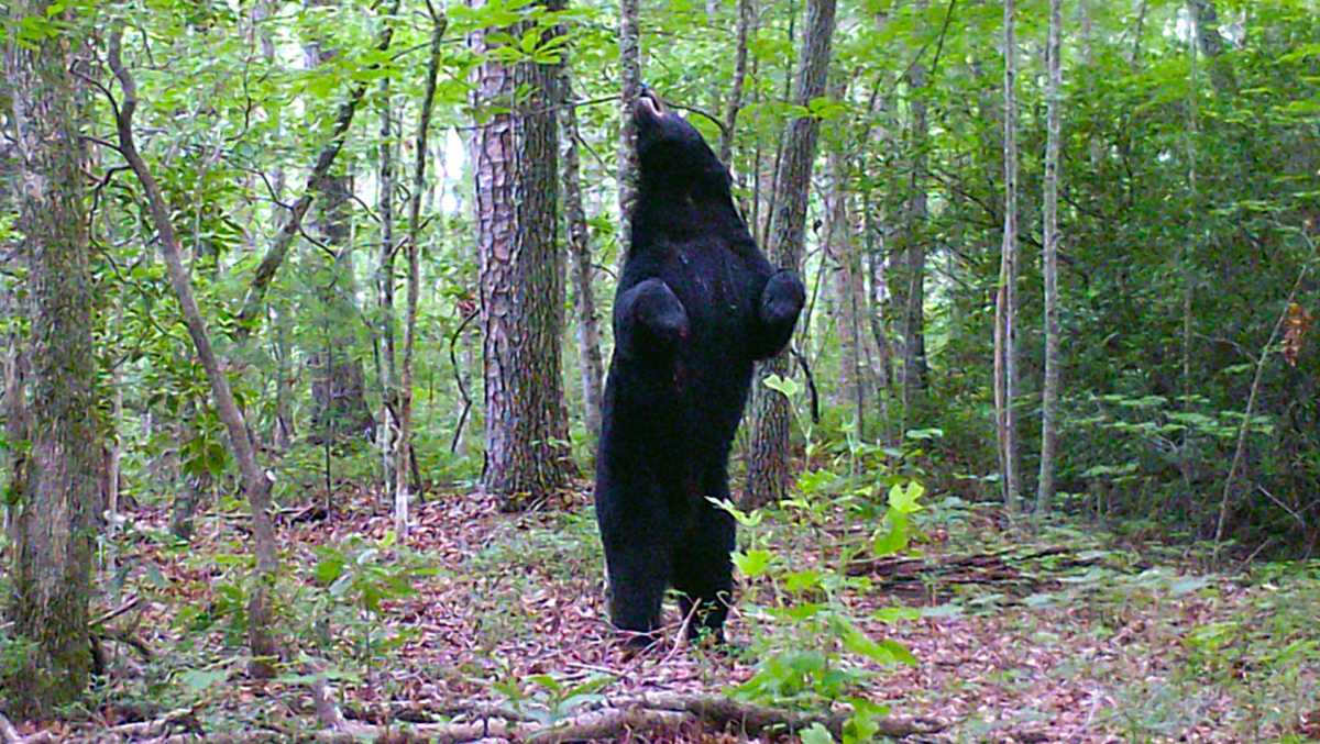 Mountain Rest: Deer hunter captures incredible shot of bear on deer camera