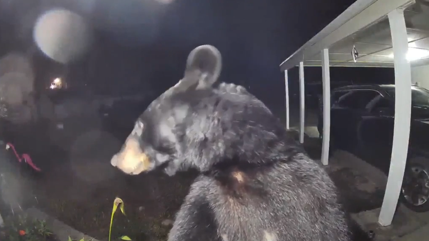 WATCH: Doorbell video shows momma bear, cubs come up to house