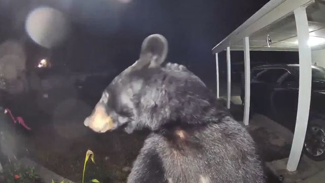 WATCH: Doorbell video shows momma bear, cubs come up to house - Vimarsana News