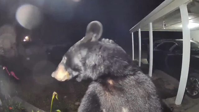 WATCH: Doorbell video shows momma bear, cubs come up to house - Vimarsana News