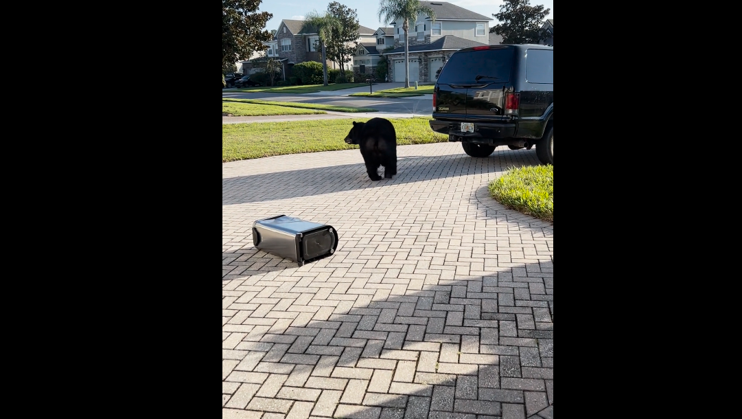 Florida woman chases bear ransacking dog food bins - Vimarsana News