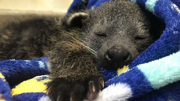 Cincinnati Zoo S New Baby Bearcat Has A Name