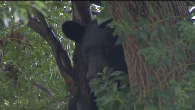 Memorial honors young bear struck, killed by car in Orlando - Vimarsana News