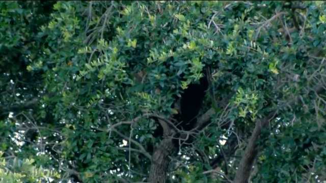 Wildlife officials monitoring bear spotted at Orlando park - Vimarsana News