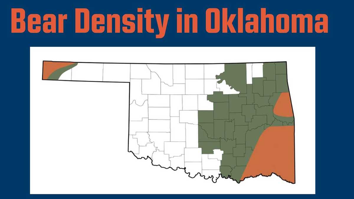 Mountain lions, tigers and bears: How close is Oklahoma’s black bear population to you?