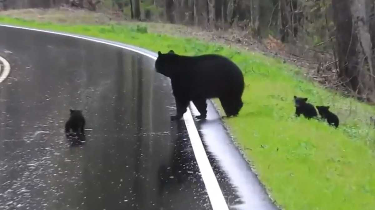 Adorable video Mother bear helps tiny cubs cross the street