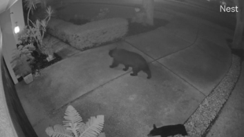 Mama bear euthanized after being shot in Sanford - Vimarsana News