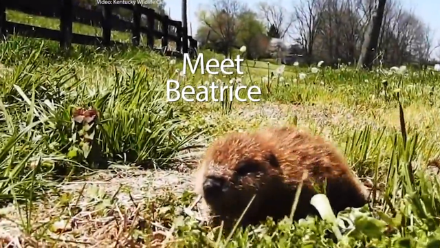 Beatrice the orphaned beaver is Kentucky s adorable new starlet