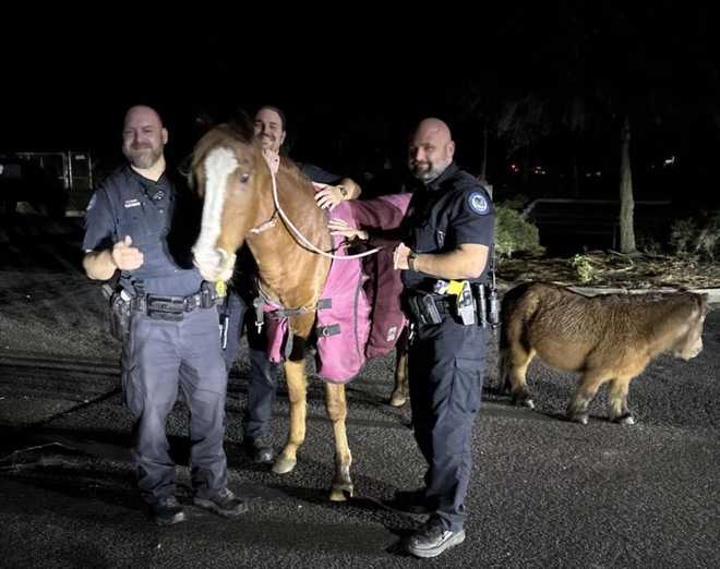 caballos fugitivos