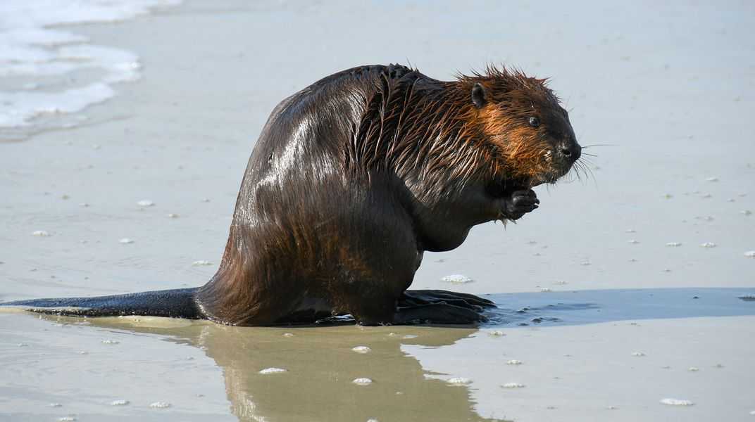 ‘This may be a first for us’ Beaver enjoys playing in waves along