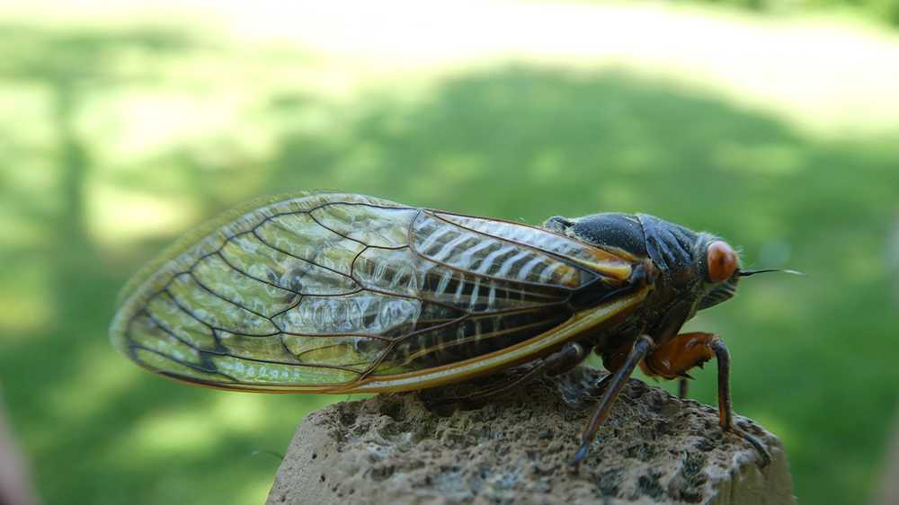 Photos See the Brood X Cicadas emerging in Maryland