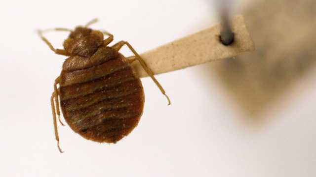 Bed bugs or bed bug bites found on 3 Revere students in 2 weeks - Vimarsana News