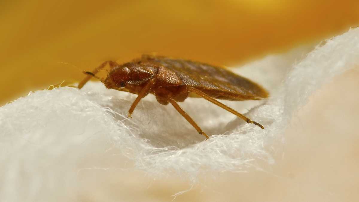 Maine school district warns parents about bed bugs