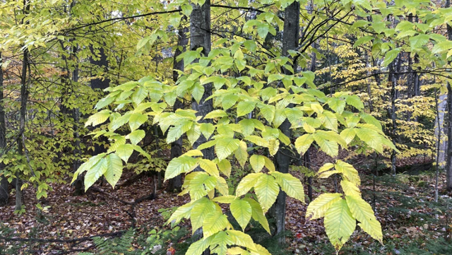 Invasive worm causes disease in Vermont beech trees - Vimarsana News