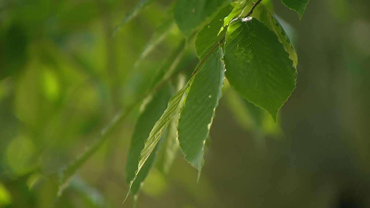 Microscopic pest becoming serious threat to Maryland trees