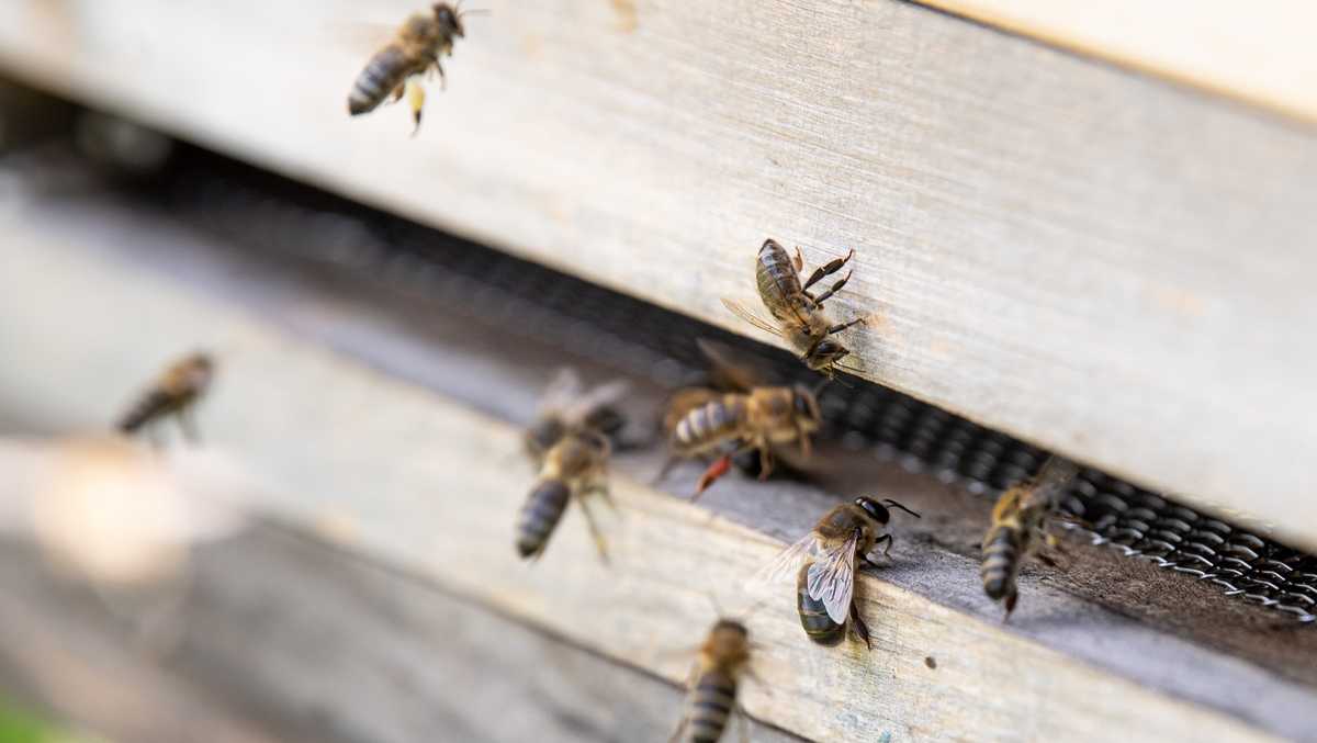 Florida beekeeper says someone poisoned his honey bees, estimates 7 ...