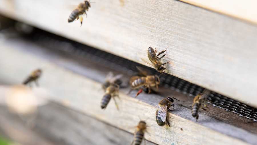 A beekeeper believes someone poisoned his honeybees.
