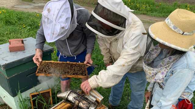 Vermont beekeepers bounce back after destructive driver kills 150,000 bees - Vimarsana News