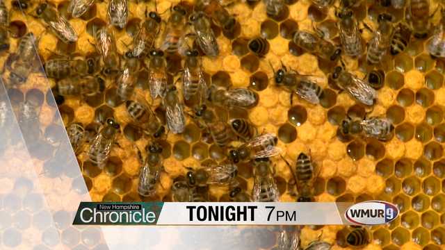 For the love of bees – Tonight on NH Chronicle - Vimarsana News