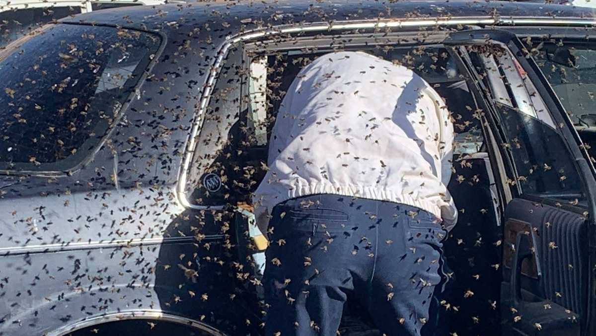 Off-duty firefighter comes to the rescue after a swarm of bees invade man's car