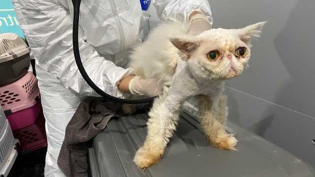 33 rescued purebred &#39;matted and dirty&#39; Persians now seeking new homes