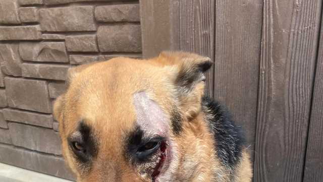 Dog shot in face in Florida recovering, adopted by Jupiter police officer - Vimarsana News