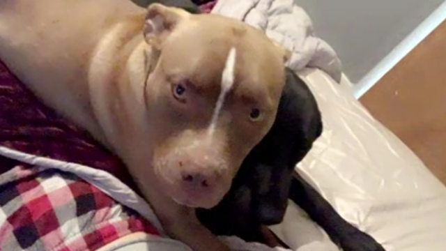 Sheriff: 2 missing dogs in Iowa found dead with bullet wounds to the head - Vimarsana News