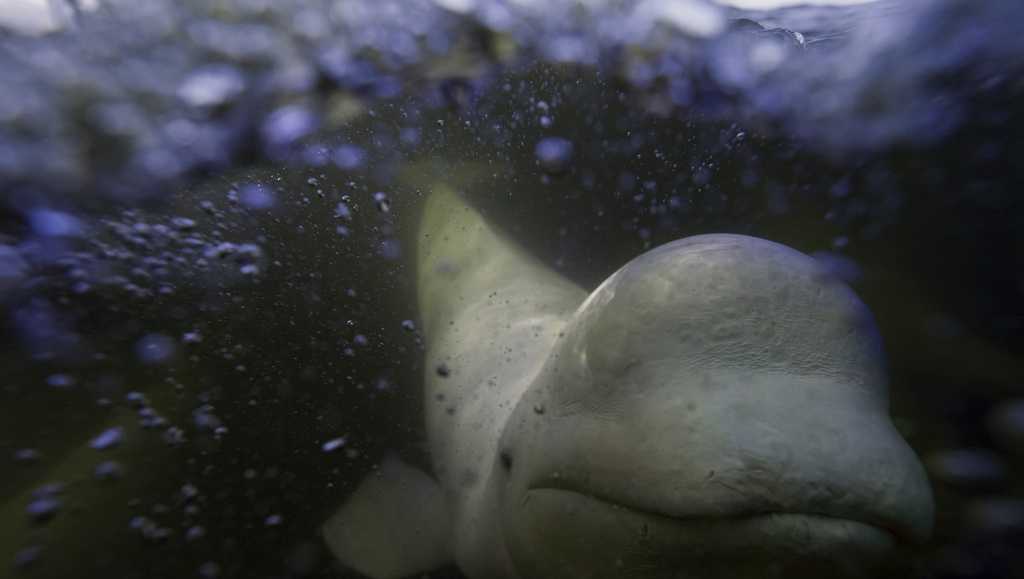 Canada gives conditional approval for Marineland to export remaining belugas to the US