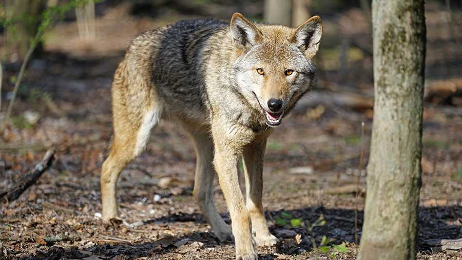 Ben the endangered red wolf