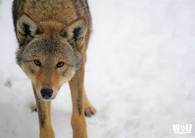 Ben the Red Wolf