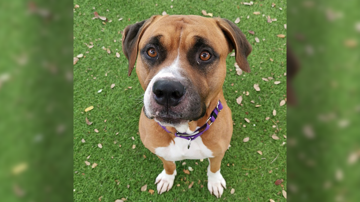 Mutts and Meows Meet Benson