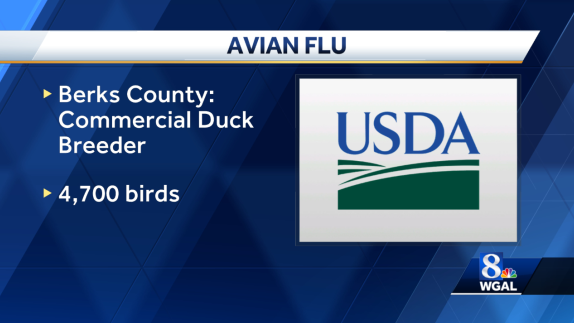 Avian flu found in eighth flock in Berks County - Vimarsana News
