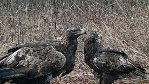harper and athena golden eagles