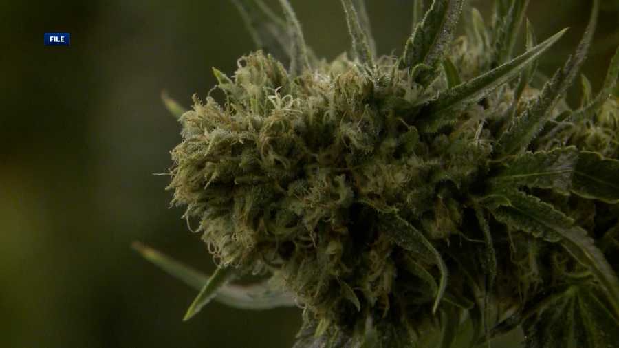 file image of medical marijuana
