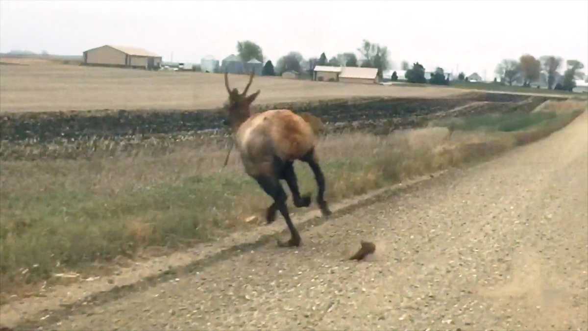 Unusual sight Elk runs wild near Iowa highway
