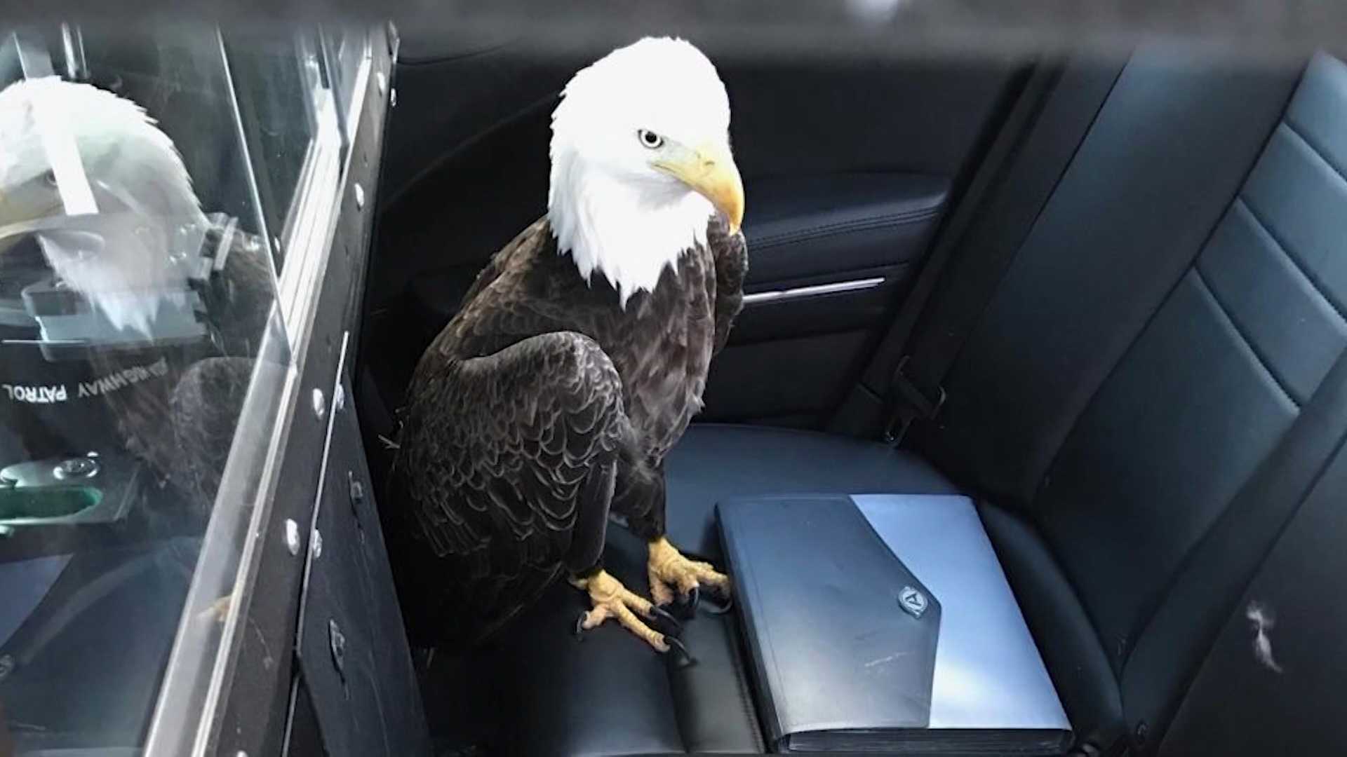 Trooper Rescues Bald Eagle Struck By SUV