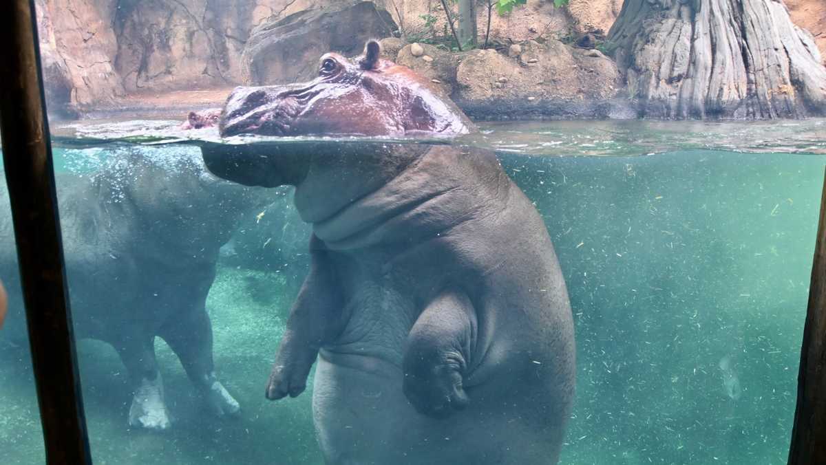 Cincinnati Zoo's Hippo Mom Bibi Nears End Of Pregnancy