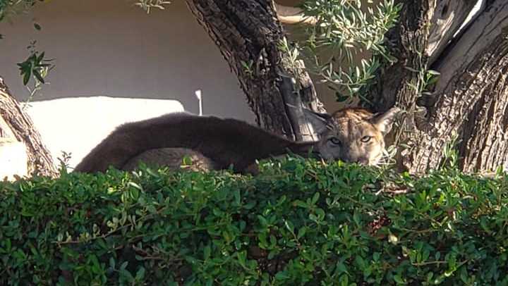 A photo of the mountain lion in a tree.