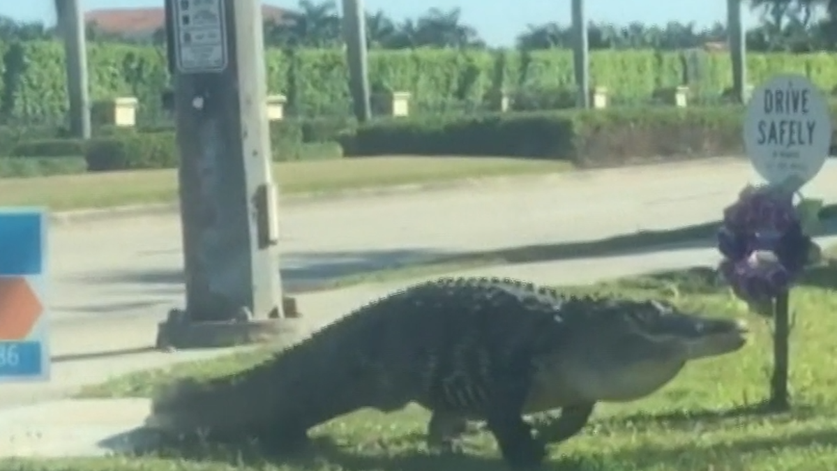 Alligator mating season is here, Sheriff's Office warns