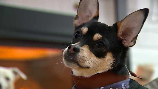 First on 5: Massachusetts 'Big Man' to take part in Puppy Bowl 2024 - Vimarsana News