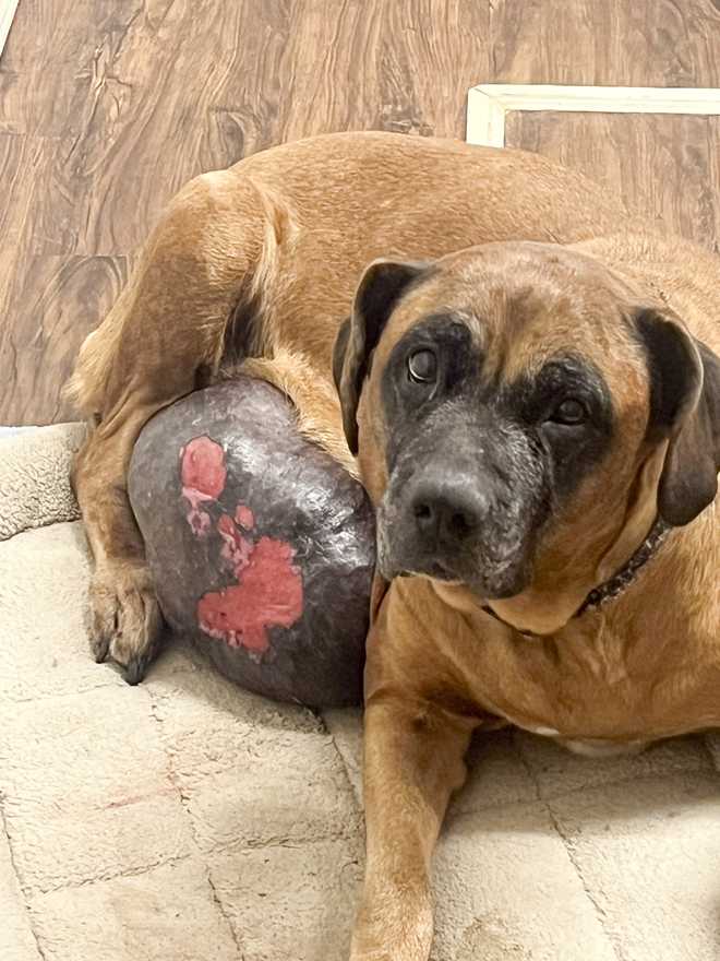 2-year-old mastiff with 13-pound tumor abandoned in park - WCVB Boston