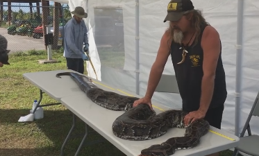 Massive, Record-setting Python Captured In Everglades